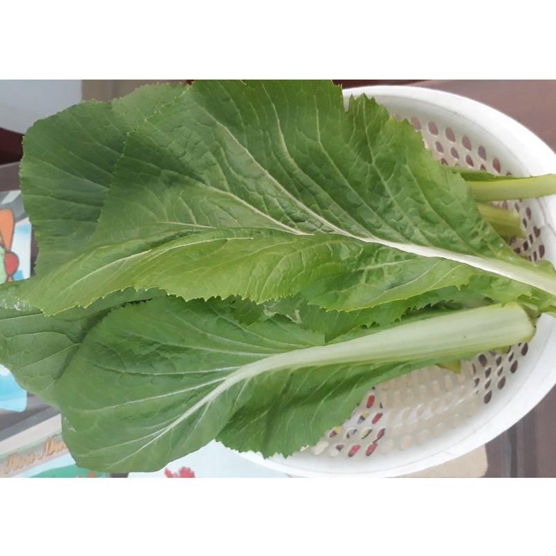 Hạt giống Cải bẹ xanh mỡ, đóng gói 20gr