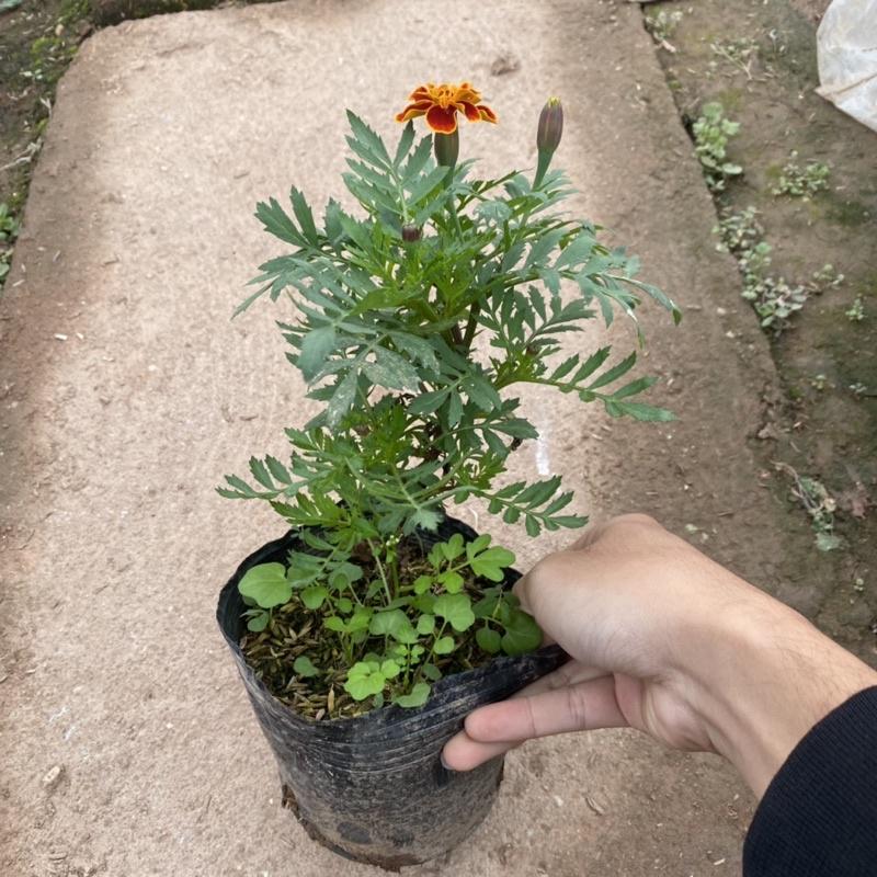 Cây hoa cúc pháp trồng trong bịch đen đã có nụ và đang ra hoa cao 15-20cm