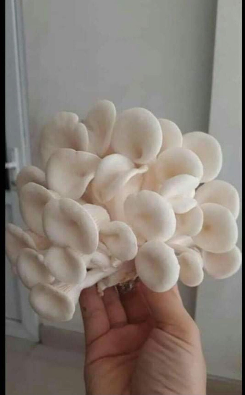 Combo 10 Phôi Nấm Sò Thái Trắng