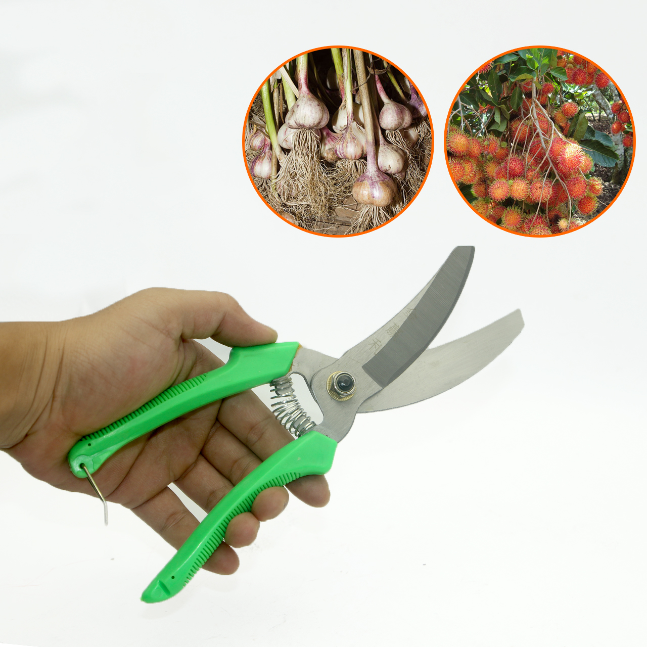 Kéo thu hoạch tỏi và trái cây lưỡi cung