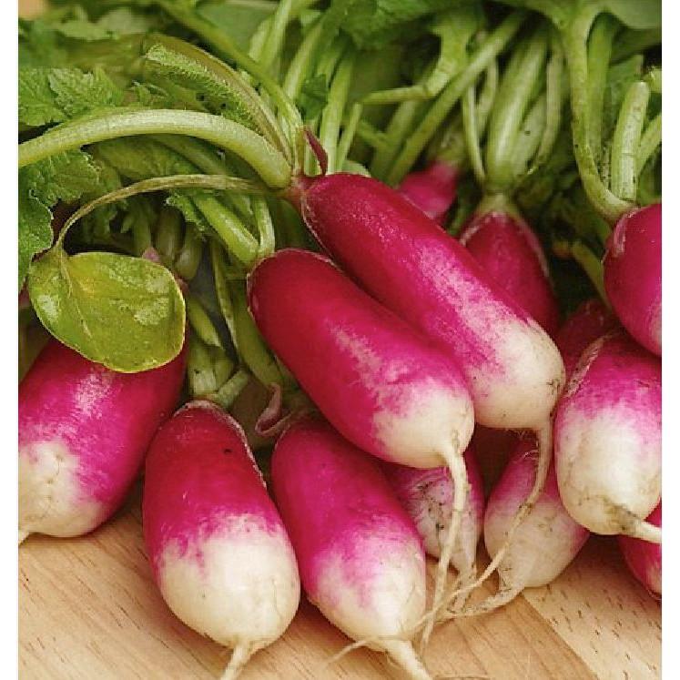 Hạt Giống Củ Cải Đỏ Dài F1 -