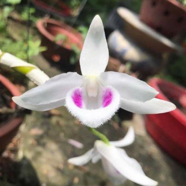 Hoa phong lan 5 cánh trắng cấy mô