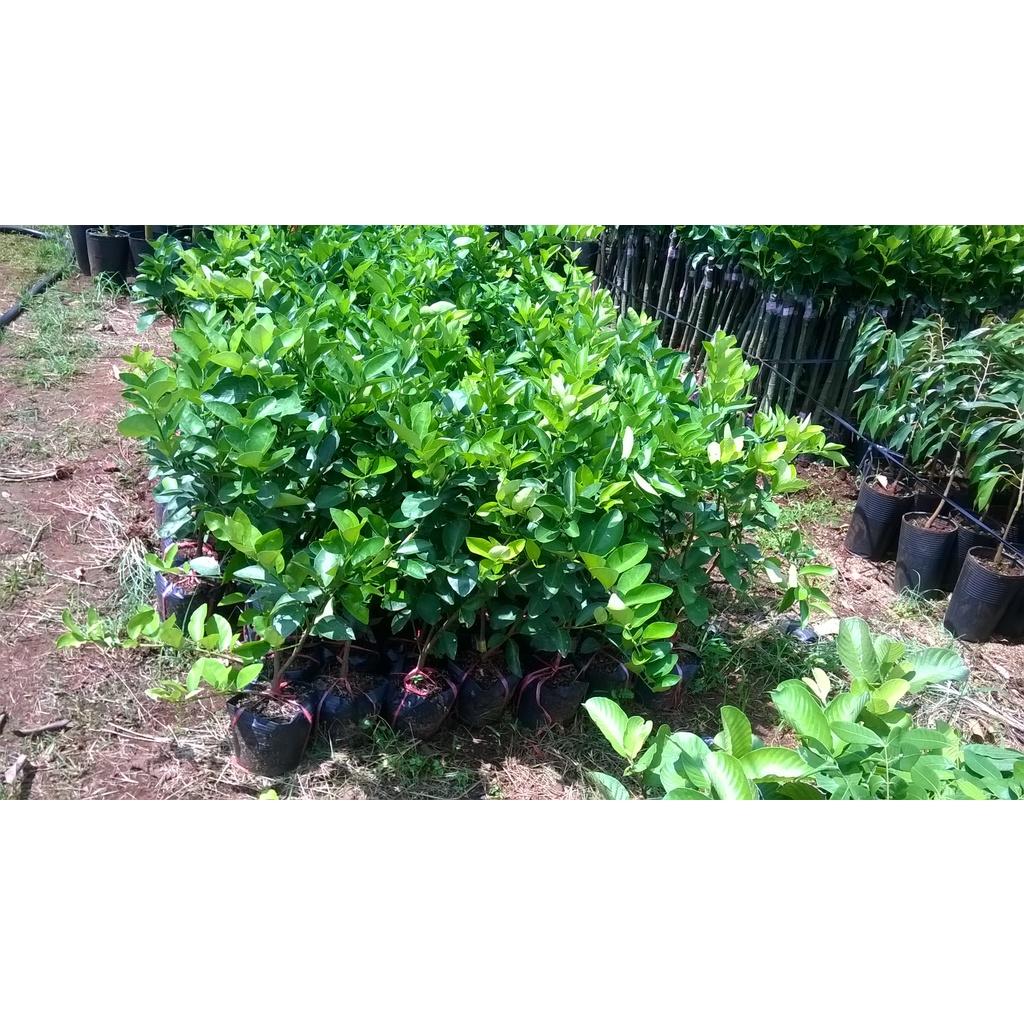 CÂY GIỐNG CHANH TRỒNG CHẬU.