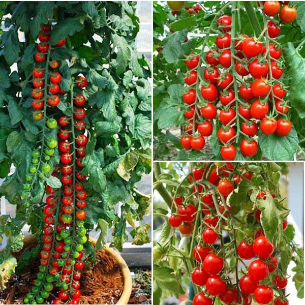 Gói 50 hạt CÀ CHUA NHIỀU MÀU F1