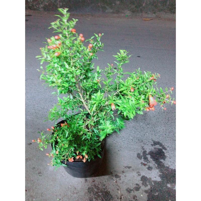 Cây Lựu Có Sẵn Bông