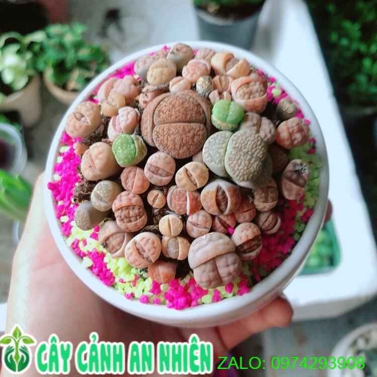 Chậu Cây Thạch Lan- Hoa Sỏi