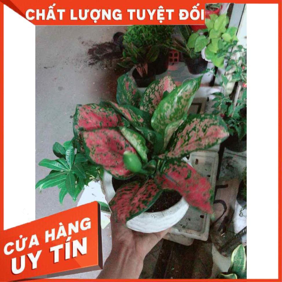 Chậu vạn lộc Nhiều Người Mua