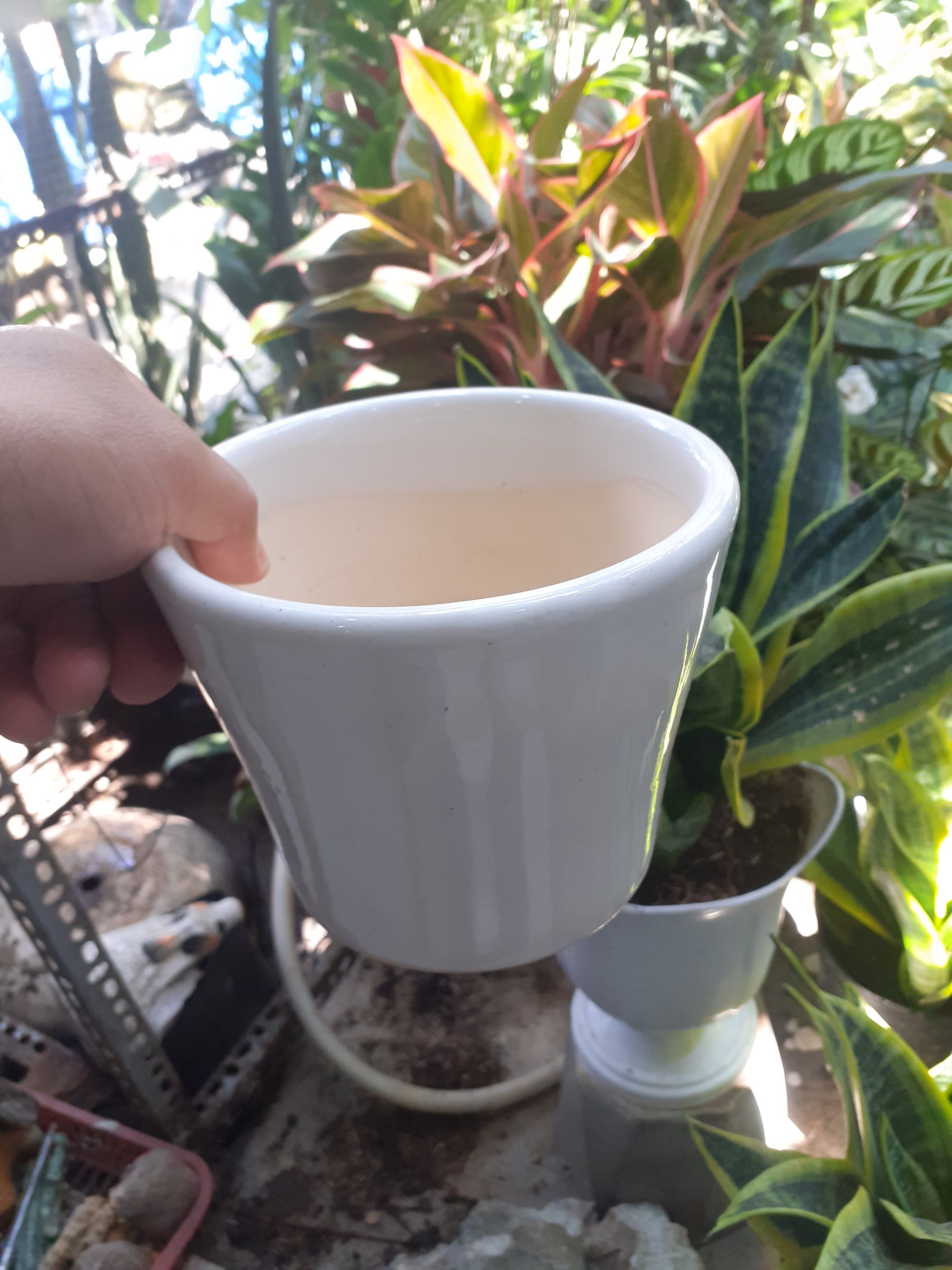 Chậu đất nung TRÁNG MEN MÀU TRẮNG.