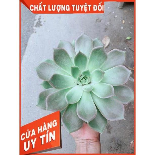 Sen Đá Size Đại