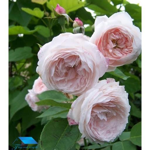 CÂY GIỐNG Hoa hồng cổ Bạch Vân Khôi – Giống hồng cổ quý nhất của Việt Nam