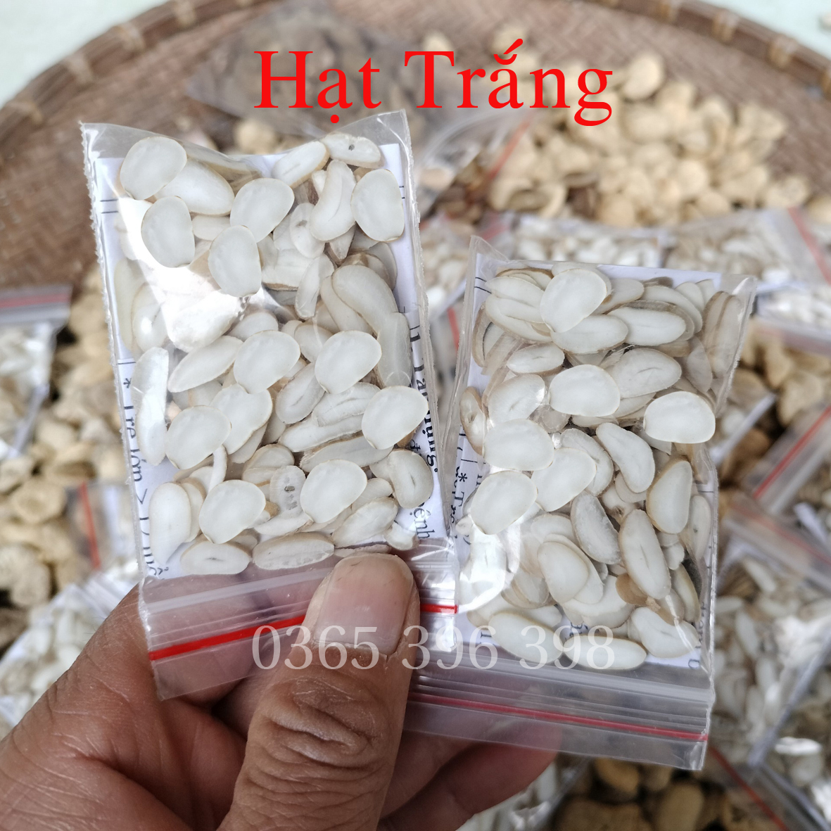 Hạt sang Hạt sành trắng, hạt giải quyết vấn đề dạ dày của người dân tộc H mong 2 gói