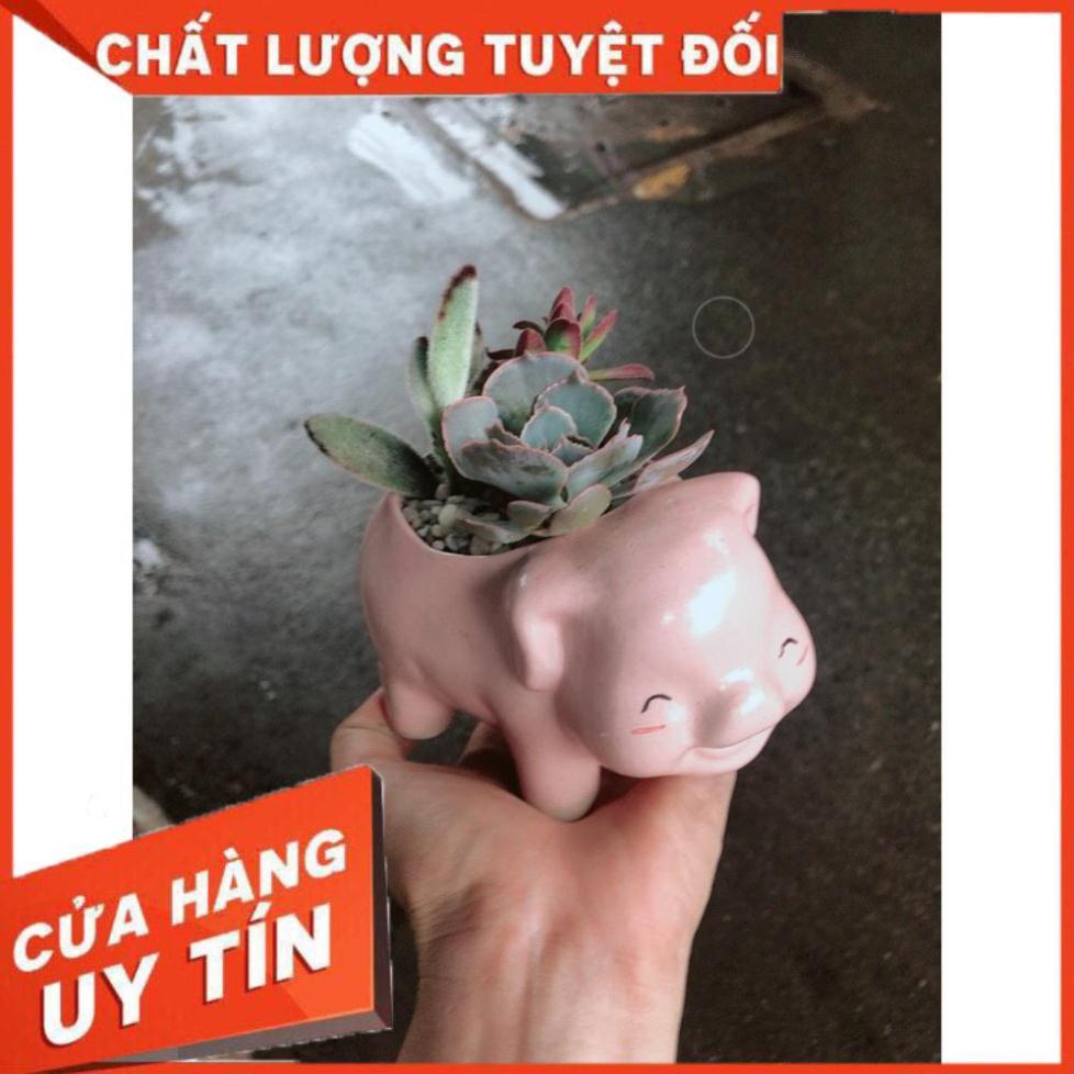 Chậu sen đá tiểu cảnh 13