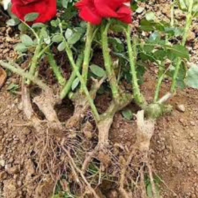 Gốc hồng trần nhập ngoại
