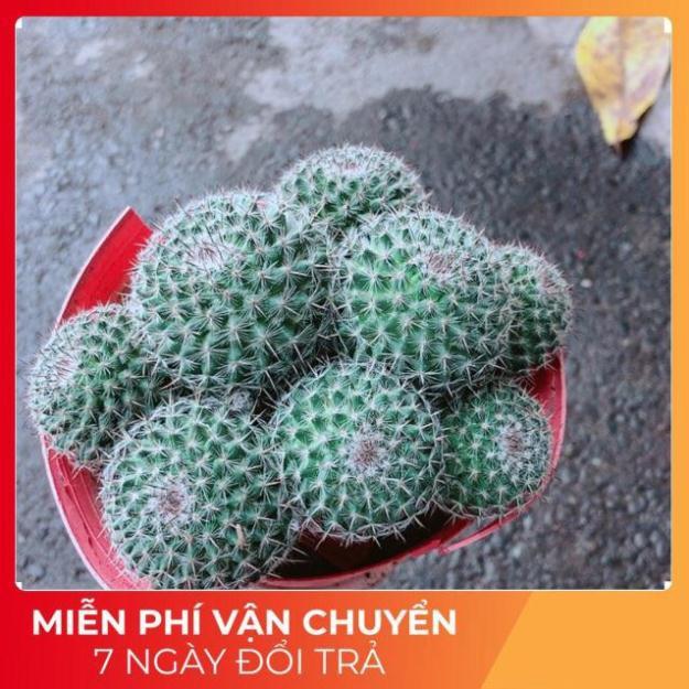 Xương Rồng Bụi Bánh Sinh Nhật
