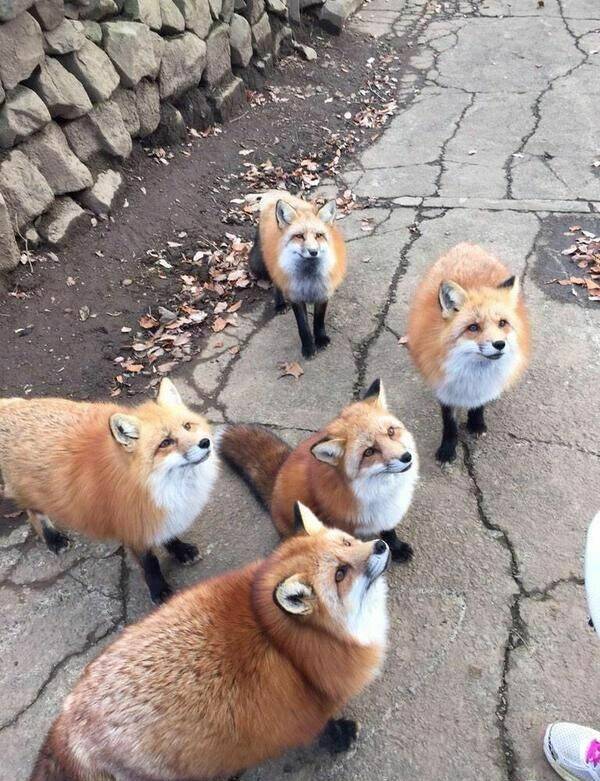 ask arhi senpai! chapter 0 12