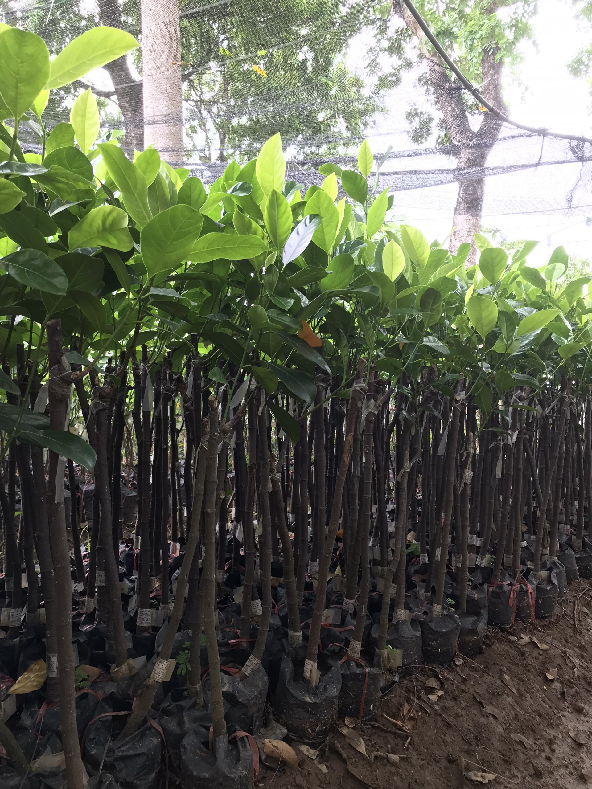 Cây Giống Mít nghệ tứ quý