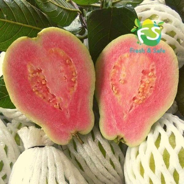 Cây giống Ổi lùn KHÔNG HẠT ruột đỏ.