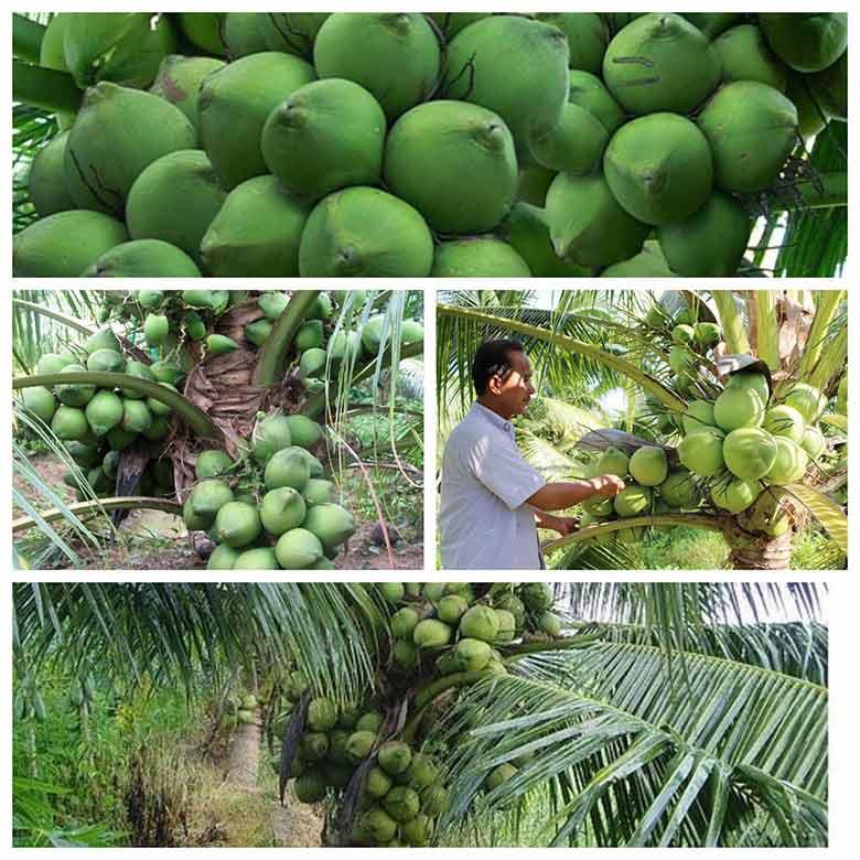 CÂY GIỐNG DỪA SÁP ĐẶC RUỘT.