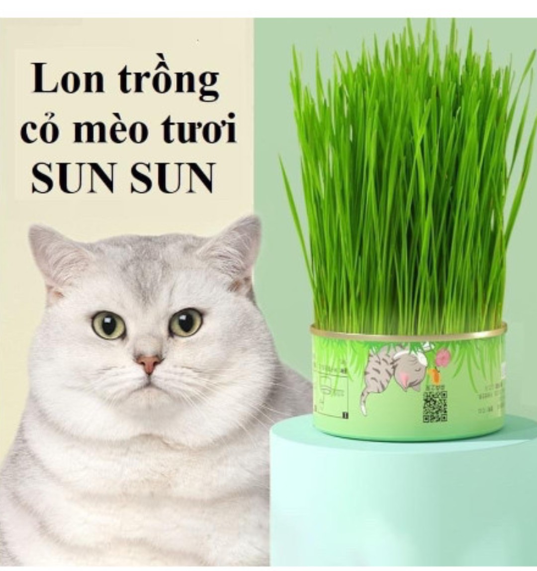 Cỏ mèo tươi hộp tròn (tự trồng)