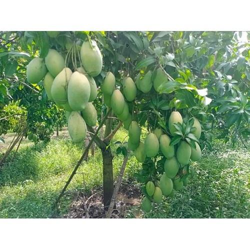 CÂY GIỐNG XOÀI ĐÀI LOAN