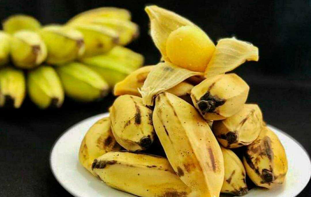 CÂY GIỐNG CHUỐI SÁP NGHỆ MITAS
