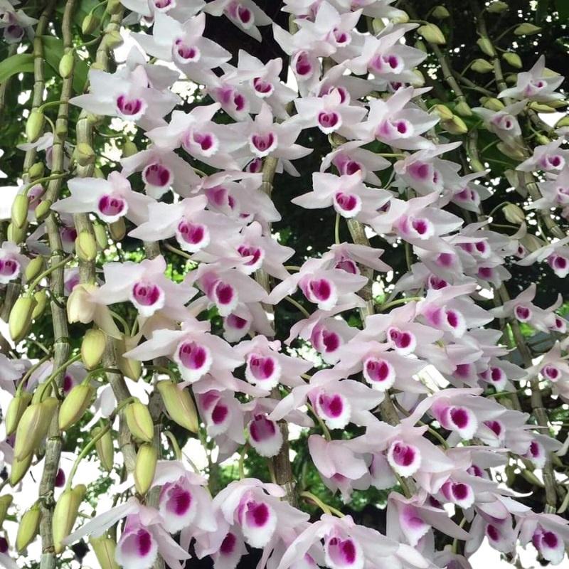 Vỏ thông trồng lan Pinas Bark - Bồ Đào nha đã qua xử lý size 8-12mm triết lẻ