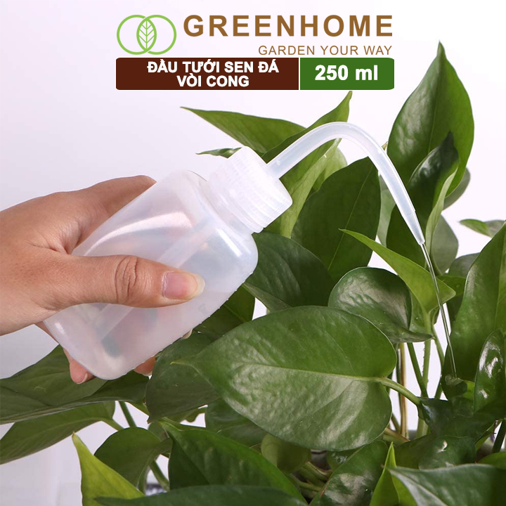 Bình Tưới Cây Greenhome, Vòi Cong 250ml, Phù Hợp Cho Sen Đá, Xương Rồng, Tiểu Cảnh Mini, Màu Sắc Ngẫu Nhiên