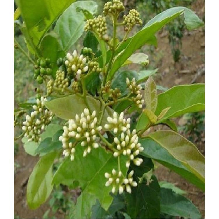 Hạt Giống Cây Xạ Đen - 50 hạt/gói