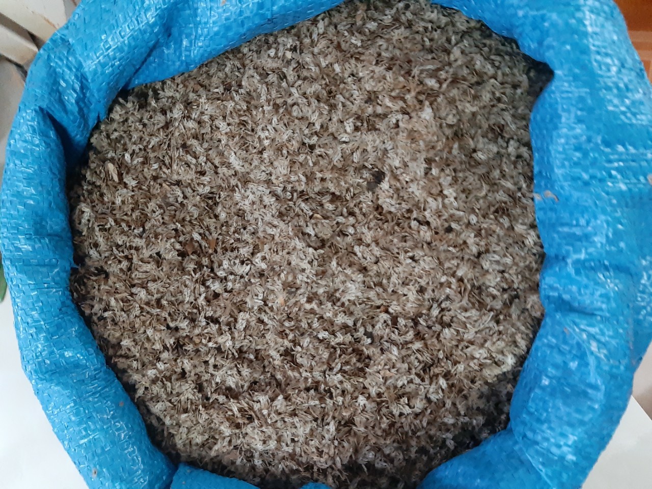 SẢN PHẨM: 800 GRAM HẠT GIỐNG CÂY HÔNG