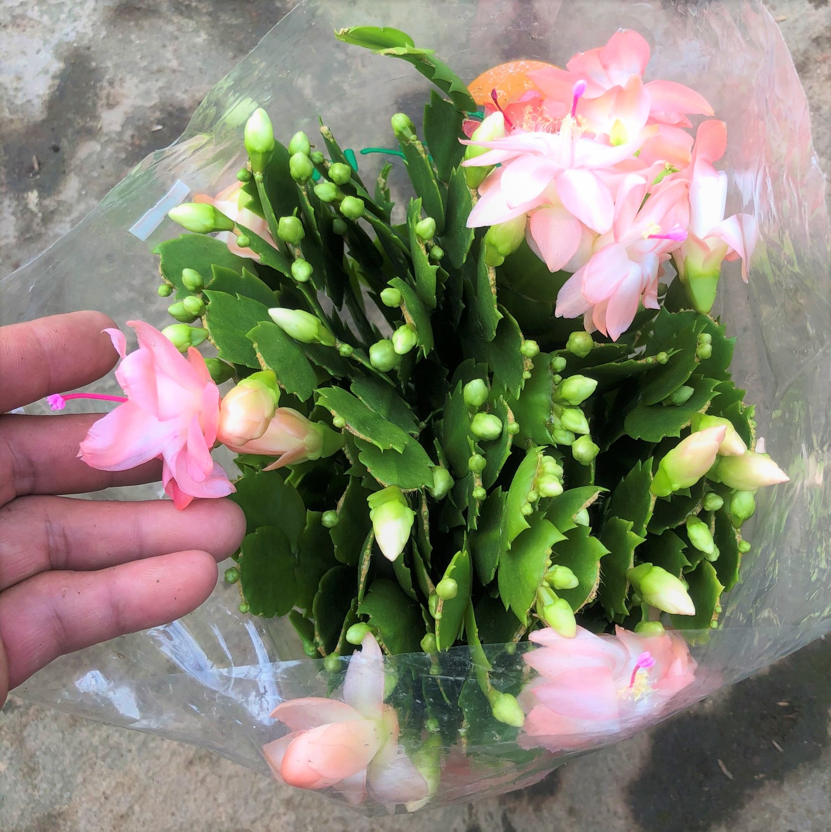Chậu hoa Tiểu Quỳnh màu hồng phấn