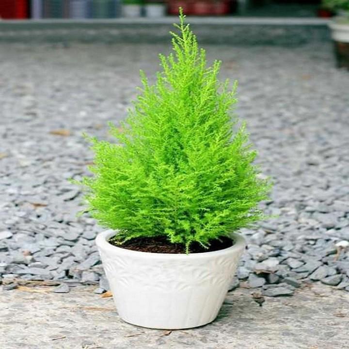 CÂY TÙNG THƠM - CÂY CÓ TÁC DỤNG ĐUỔI MUỖI VÀ CÓ Ý NGHĨA VỀ PHONG THỦY