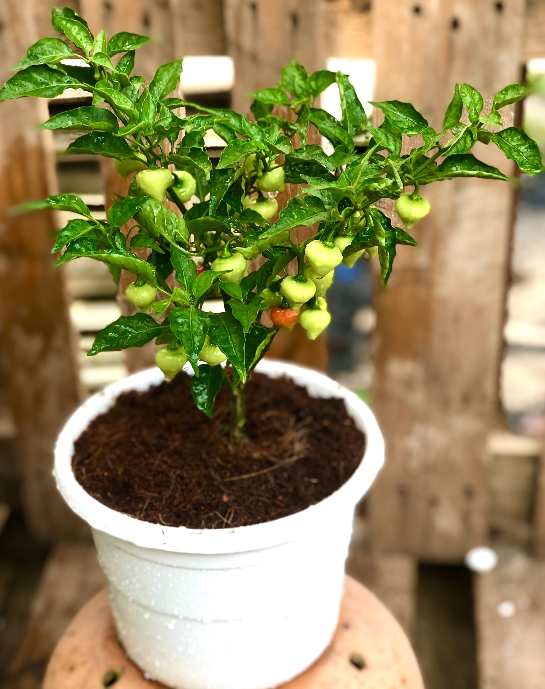 Chậu cây ớt trái tim