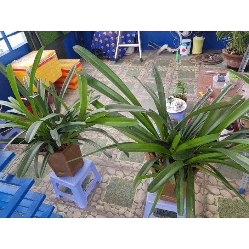 Lan kiếm rừng tây nguyên