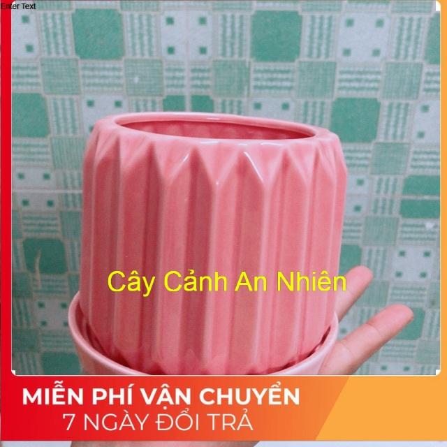 Chậu Trồng Cây