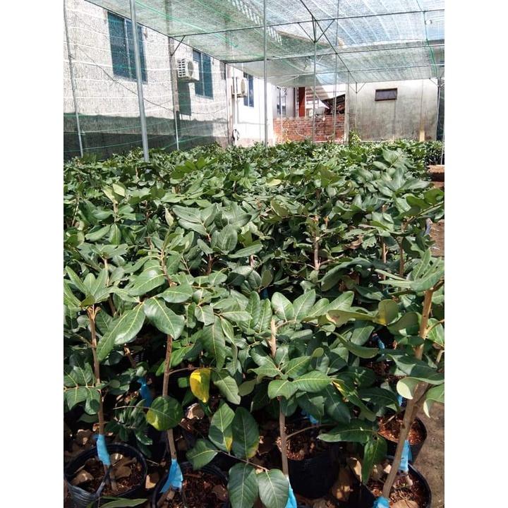 Cây giống Thanh Nhãn Siêu trái.