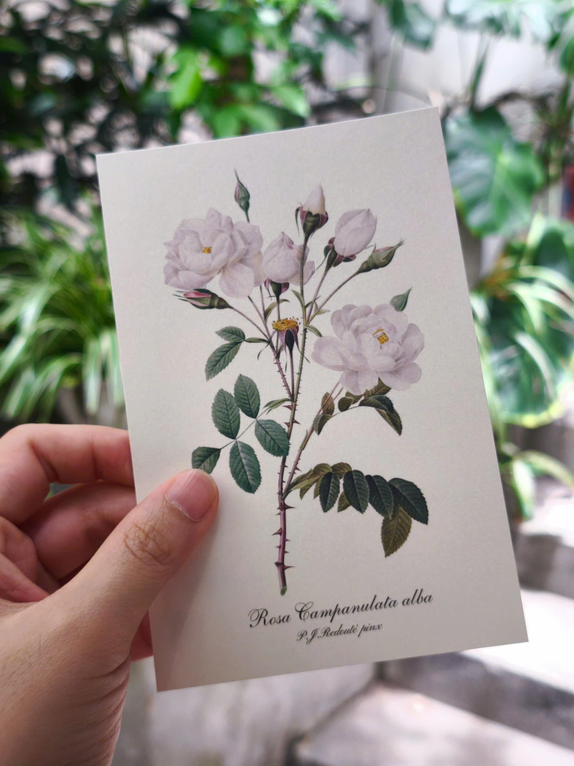 BỘ POSTCARD HOA HỒNG sử dụng 100 bức minh hoạ gốc trong sách Les Roses – Redoute (Nho Xanh)
