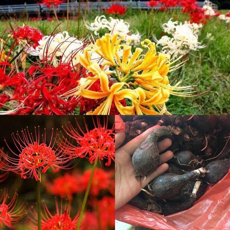 Củ giống hoa bỉ ngạn - có đủ màu cho khách chọn