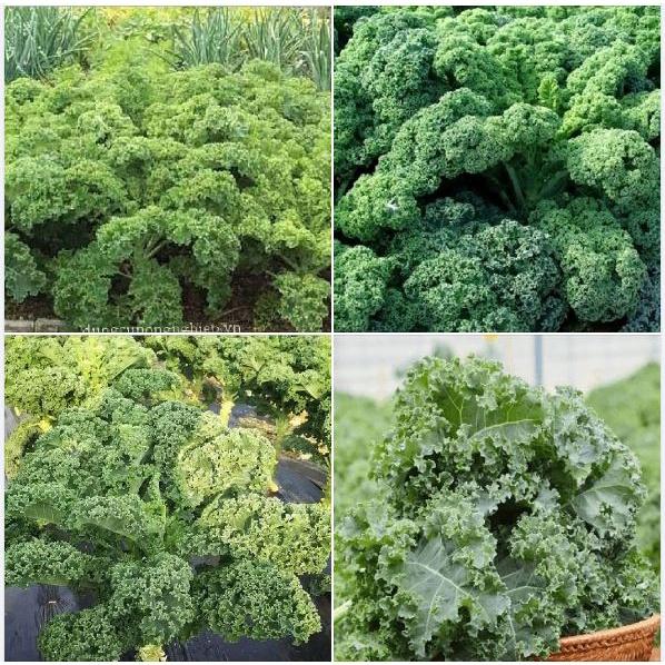 Gói 20 hạt . Hạt giống Cải xoan xanh Kale/tặng kèm gói phân bón lót