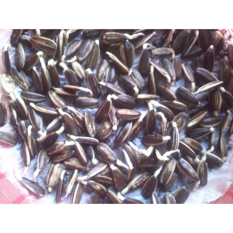 Hạt giống hoa hướng dương lùn kép siêu bông dễ trồng.