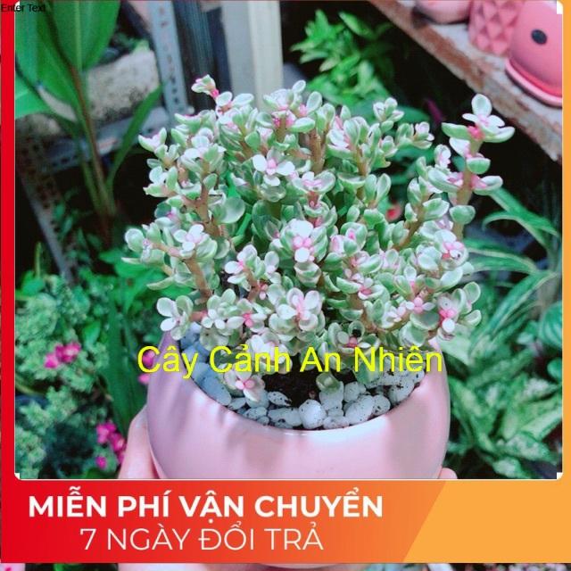 Chậu Đô La Hồng