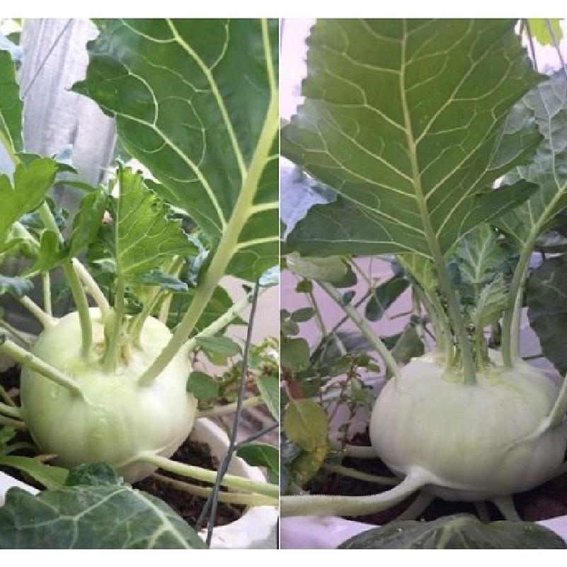 Combo 2 gói hạt giống củ su hào xanh dể trồng-gói 20 hạt/tặng kèm gói phân bón lót