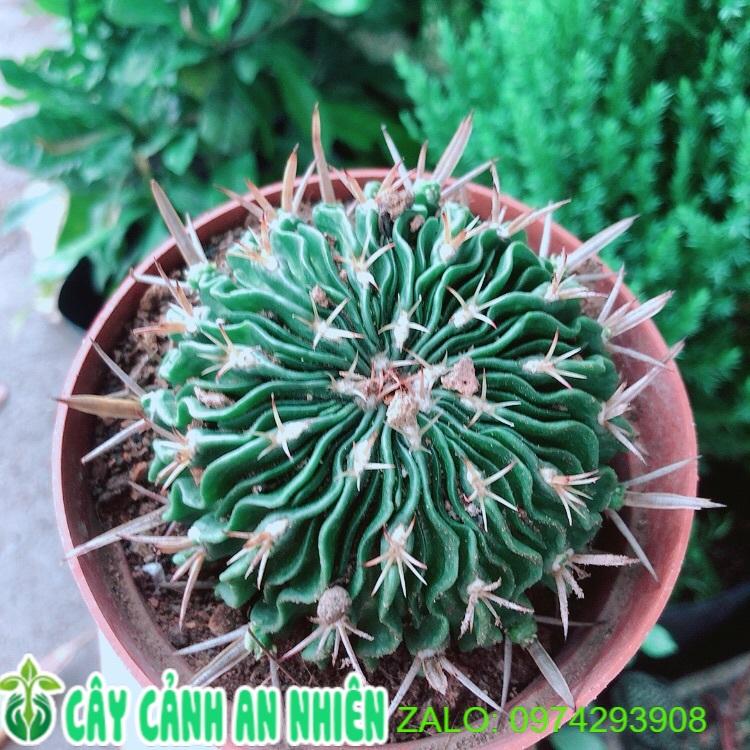 Xương Rồng Trúc Ngọc