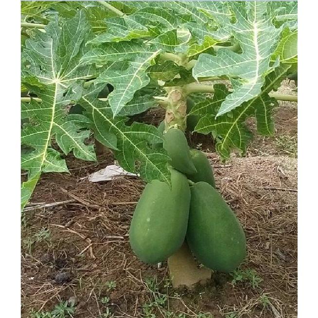 Combo 5 gói Hạt giống đu đủ da xanh lùn siêu trái - Gói 10 hạt-tặng kèm gói phân bón lót