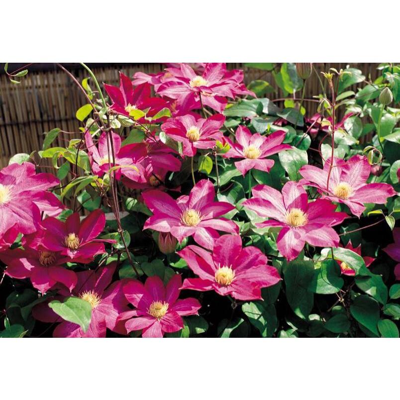 Củ giống hoa LEO ÔNG LÃO