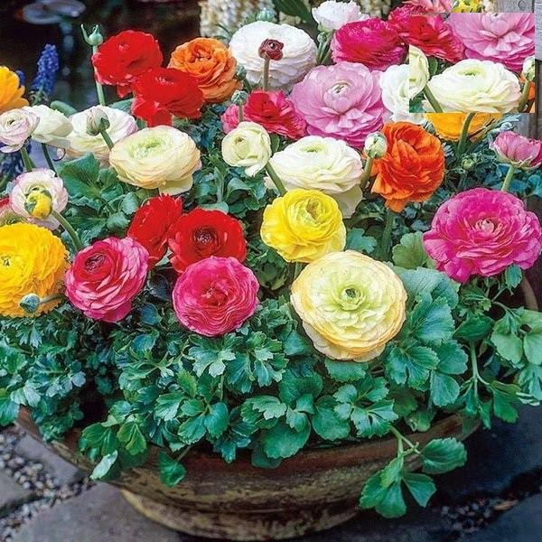 Bộ 5 củ hoa hồng mao lương. tím cam trắng hồng vàng - kèm 5 viên nén ươm củ