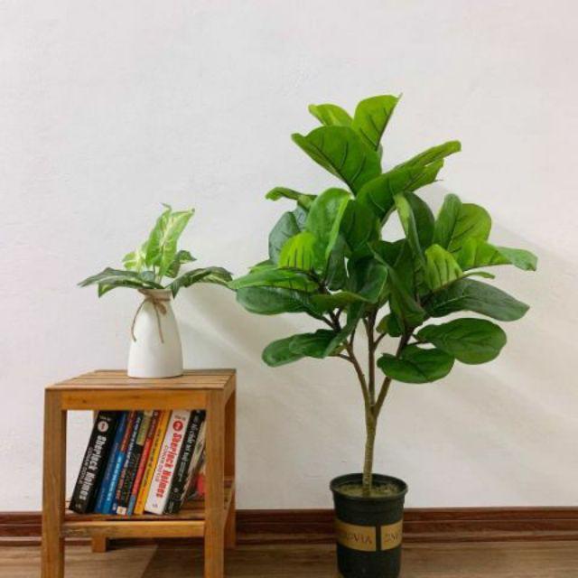 Cây Bàng Singapore Giả - Cây bàng Singapore cao 100cm 3 nhánh