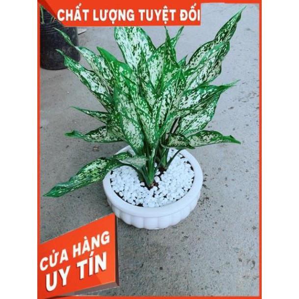 Chậu Ngọc Ngân