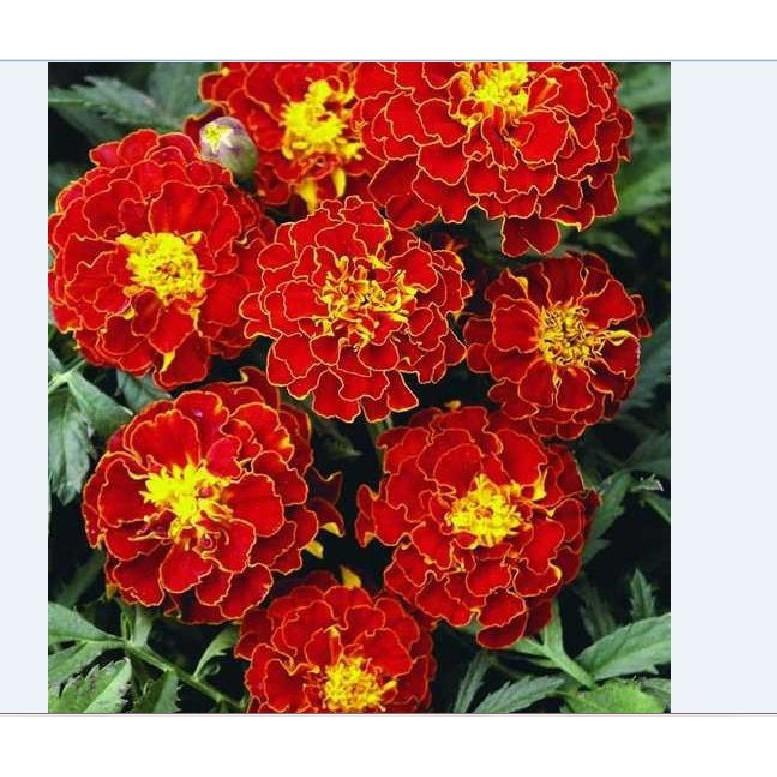Combo 6 gói hạt giống hoa thọ mix màu- 6 loại - tặng 1 phân bón