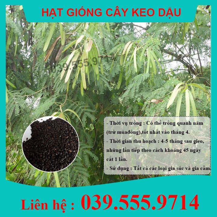 HẠT GIỐNG CÂY CHĂN NUÔI KEO DẬU 500gram - Hạt Giống Cỏ Chăn Nuôi - Cỏ Chăn Nuôi Trâu,Bò,Dê...