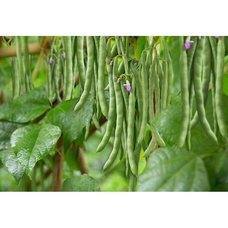 Hạt giống đậu Cove hạt đen cao sản - Agri Polo 117